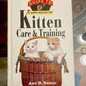 Kitten care & training 
